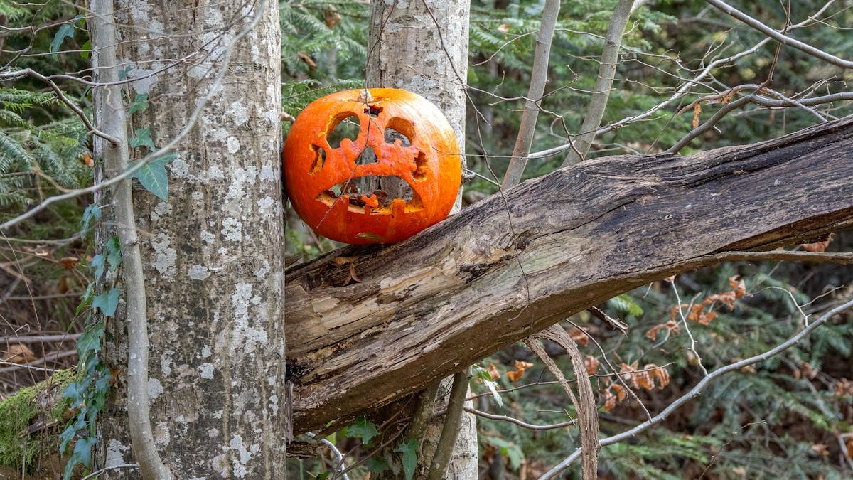 A carved jack-o'-lantern sits uniquely wedged between two trees in a forest setting, symbolizing Halloween.